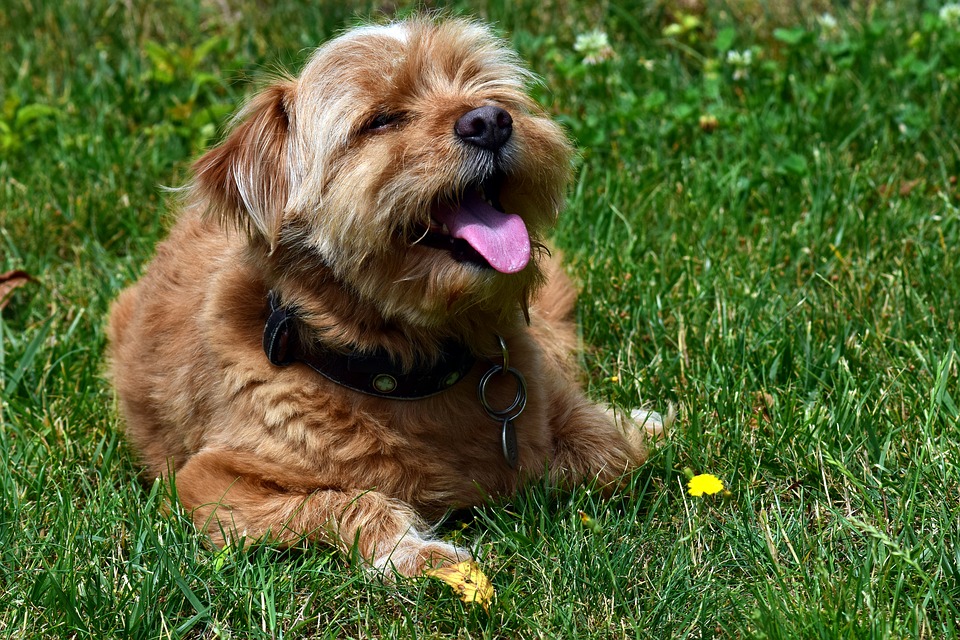 Sorriso sottomesso del cane: che cos'è e cosa significa