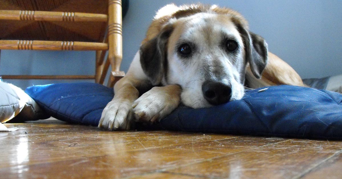 Tricofitosi del cane: tutto ciò che bisogna sapere su questa malattia