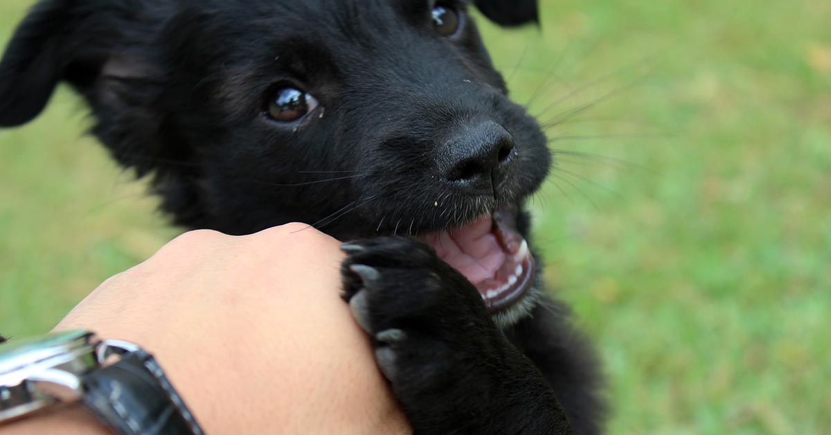 Come fermare un cucciolo che morde ossessivamente  