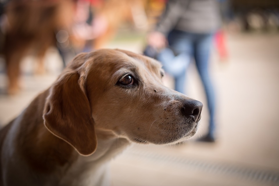 Tricofitosi del cane: tutto ciò che bisogna sapere su questa malattia