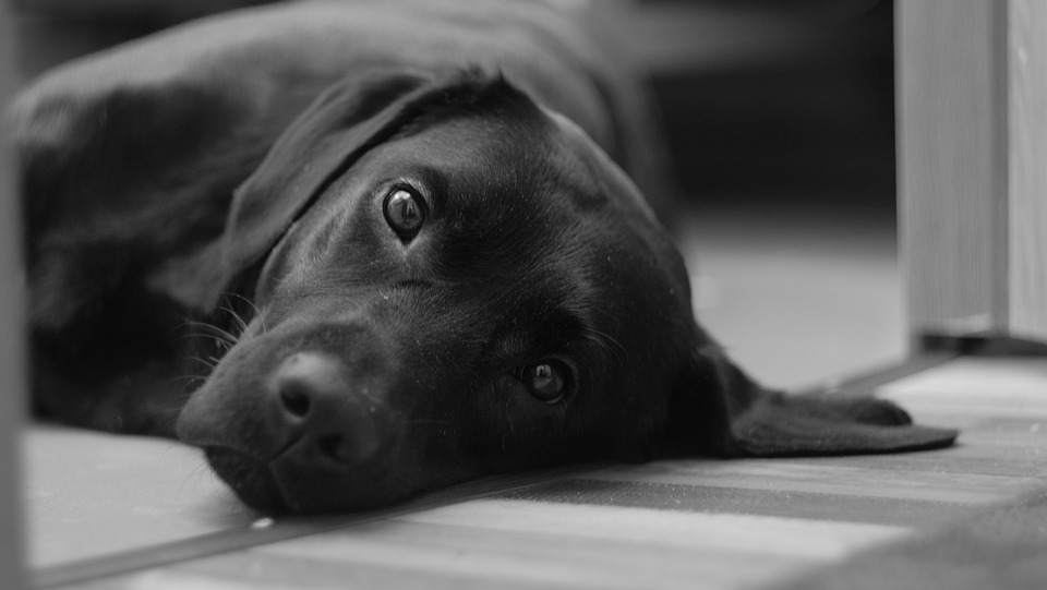 Il tuo cane ti salverebbe la vita? Scoprilo così