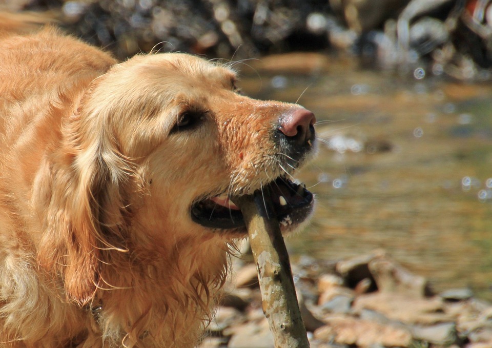 Cane che morde con i denti davanti: cosa significa?