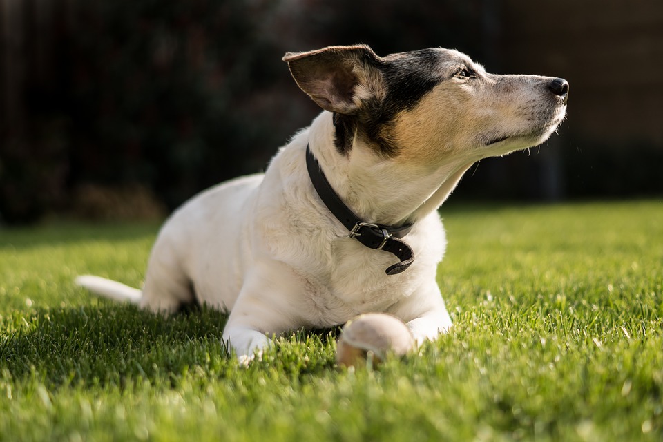 Cane di segno capricorno: caratteristiche, temperamento