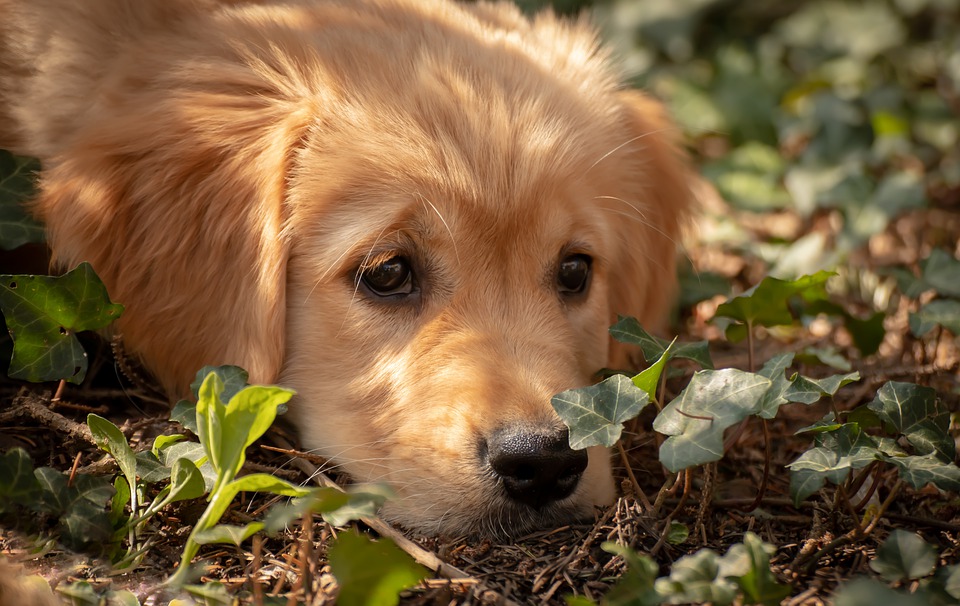 Plastocitoma mucocutaneo nel cane: cosa sapere