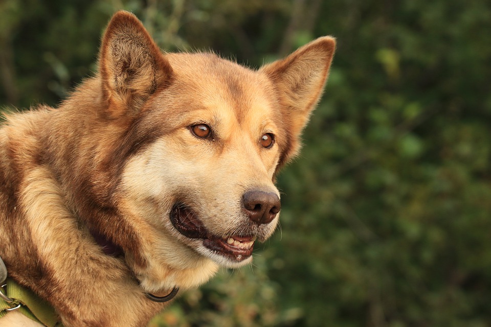 Cane di segno pesci: caratteristiche, temperamento