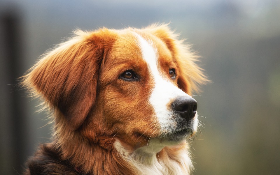 Cane di segno capricorno: caratteristiche, temperamento