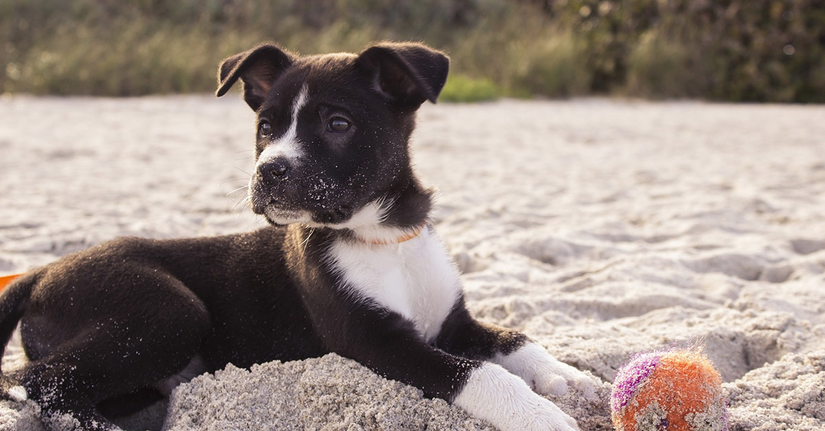 Il cane ti invita a giocare se fa queste cose