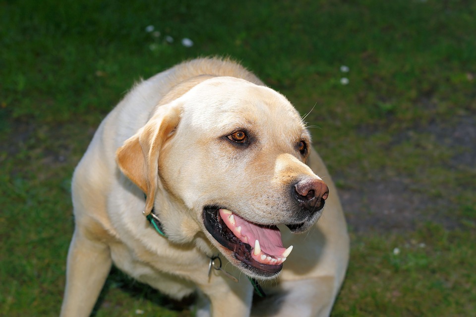 Sorriso sottomesso del cane: che cos'è e cosa significa