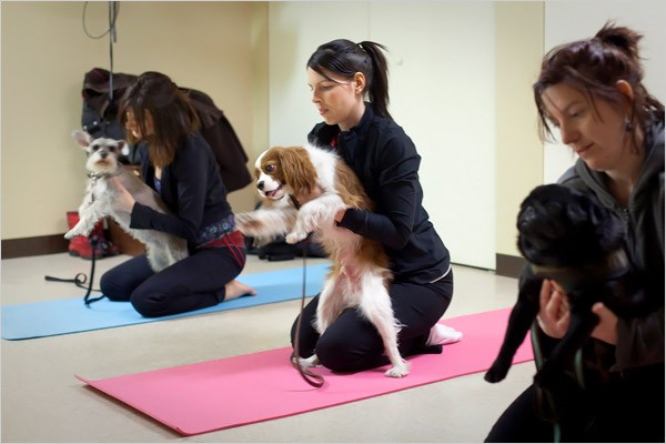 yoga in palestra con cani