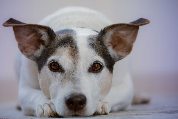 cane jack russel