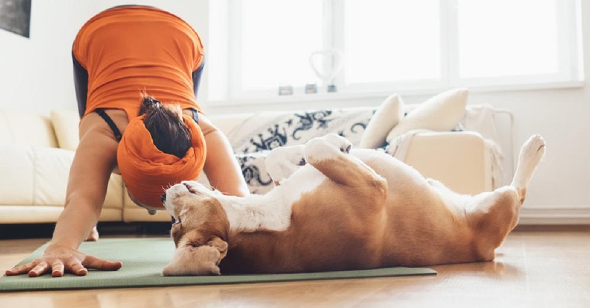 Doga, lo yoga per cani: cos’è e come funziona