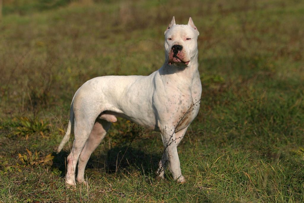 esemplare di dogo argentino