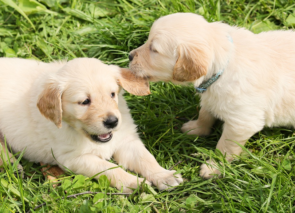 Corteggiamento canino: Fido è in amore oppure no?