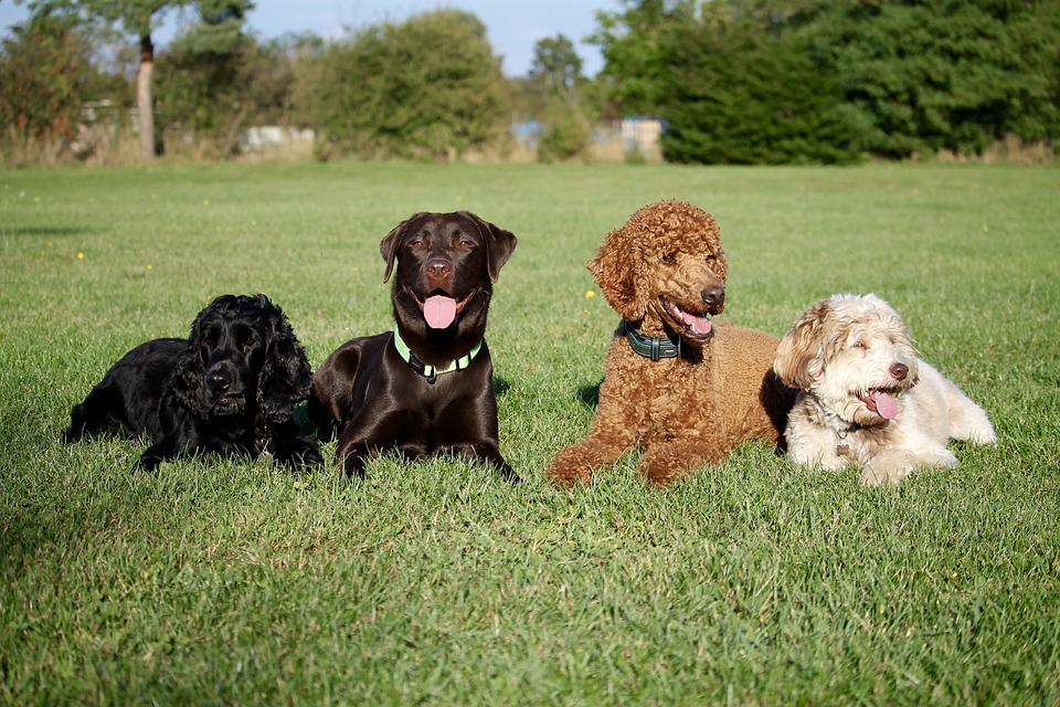 I cani sanno giudicare le persone? E come lo fanno?