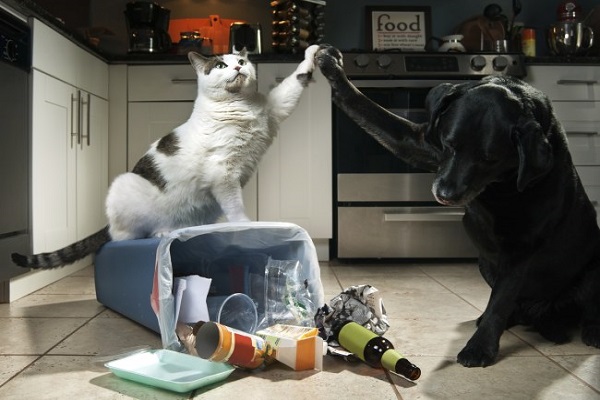 cane e gatto in cucina