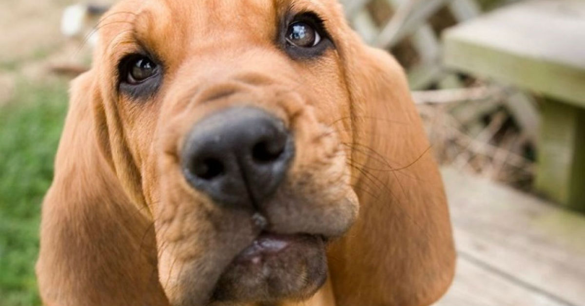 Emotorace nel cane: cause, sintomi ed eventuali trattamenti