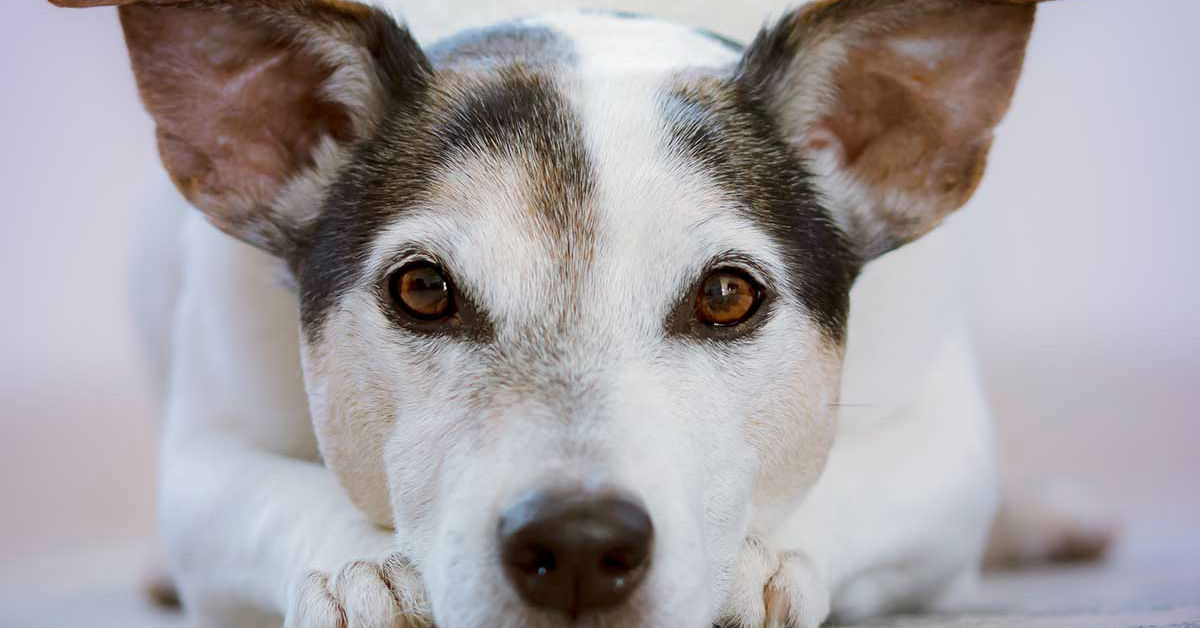 Epatomegalia del cane: sintomi, cause e trattamento
