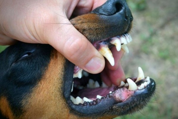 cane a bocca aperta