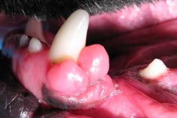 tumore orale nel cane