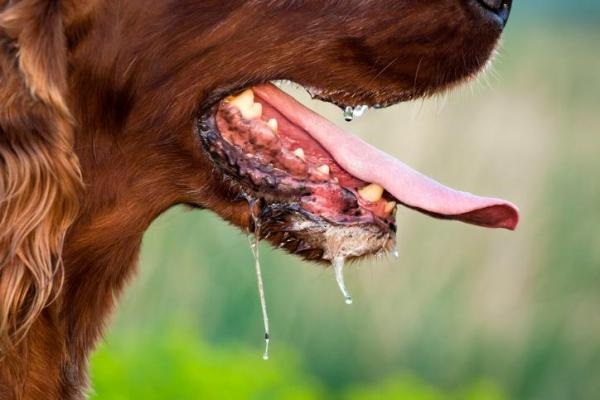 salivazione eccessiva nel cane