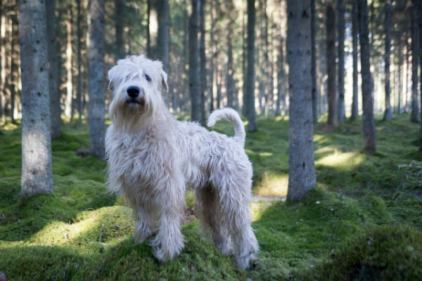 cane che guarda