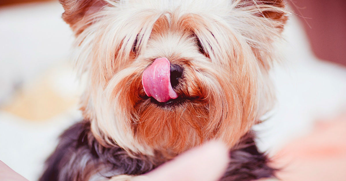 4 erbe antinfiammatorie per il cane che devi conoscere