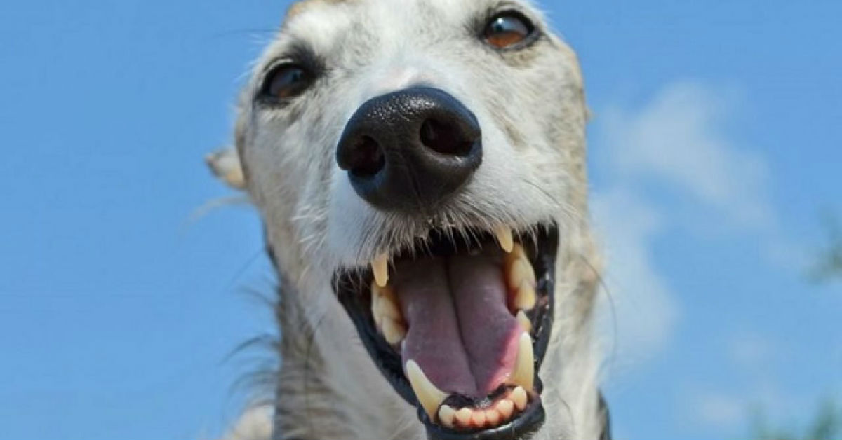 Estrazione di un dente al cane: cosa fare subito dopo?