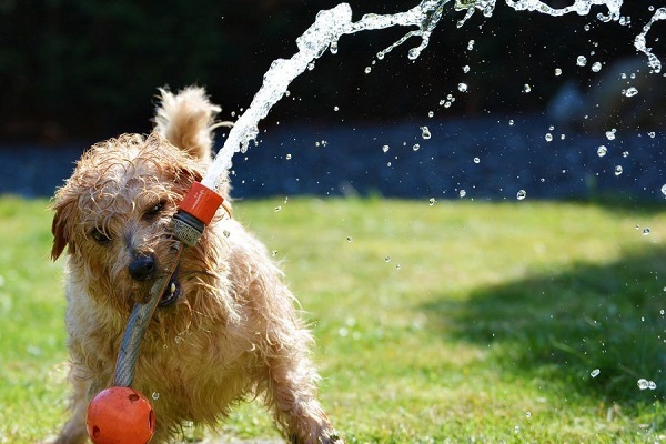 cane gioca con irrigatore idrico