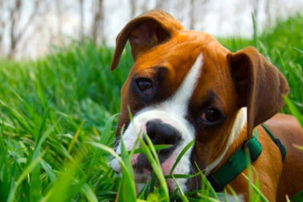 cane boxer tra l'erba