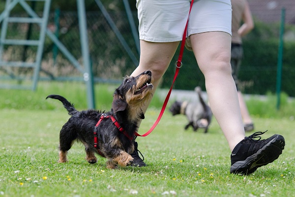 cane bassotto in addestramento