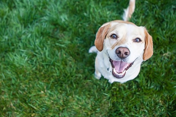 cane su prato