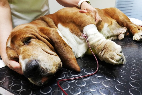 cane con la flebo dal veterinario