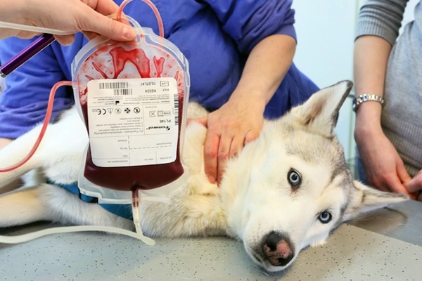 trasfusione di sangue nel cane