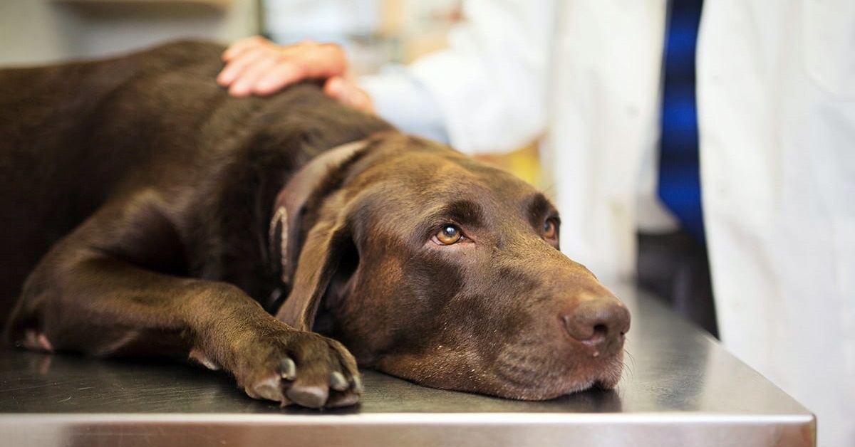 Fistola artero-venosa nel cane: cos’è? Cosa sapere?