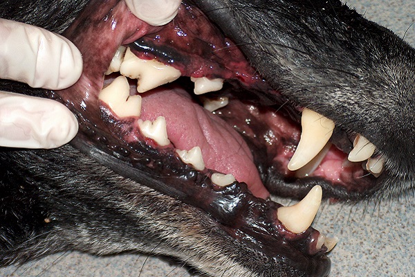 bocca del cane malata