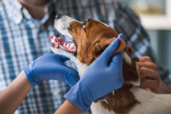 cane dal veterinario