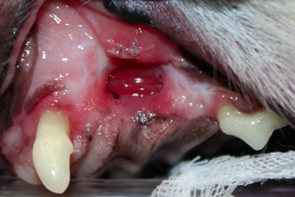 collegamento naso bocca cane