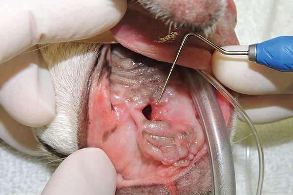 intervento chirurgico cane 