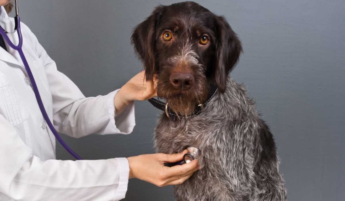 veterinario visita il cane