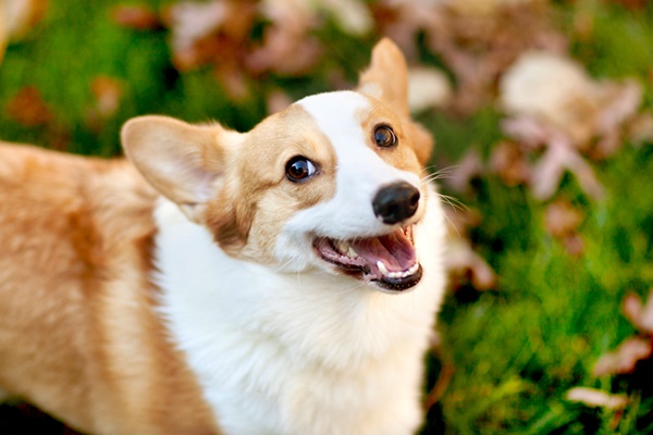 cane sorridente