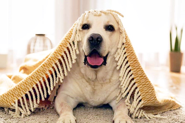 cane che fa il monello