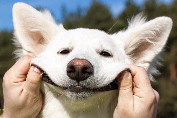 fare sorridere il cane