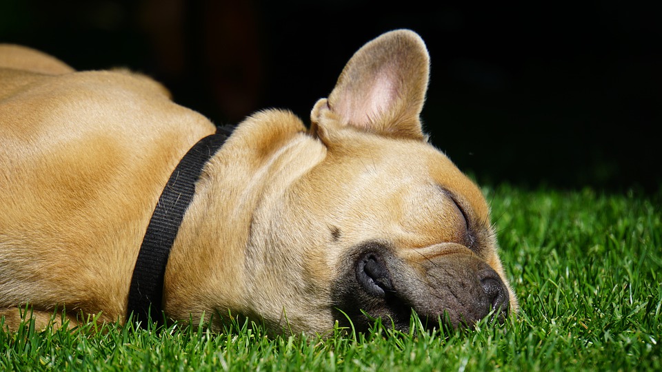I cani hanno la fase rem quando dormono?