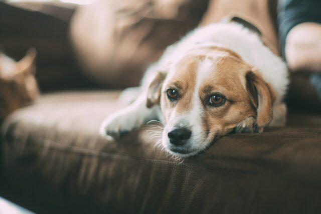 Gabapentin per cani: cos’è e a cosa serve questo farmaco