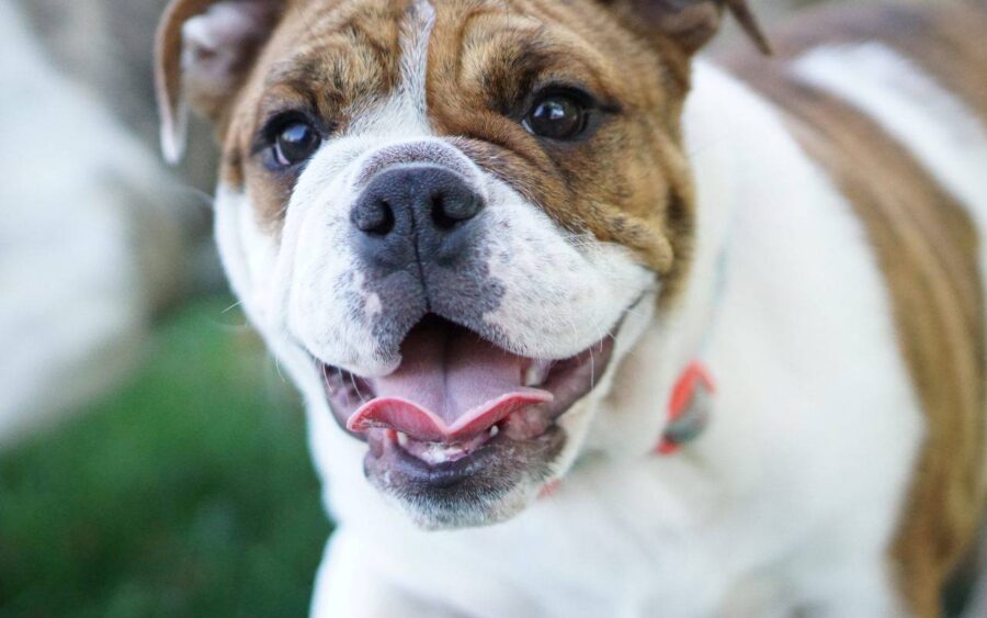 cane bianco e marrone