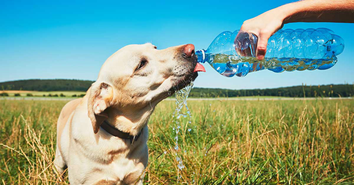 Gatorade al cane, può berlo? Cosa succede?