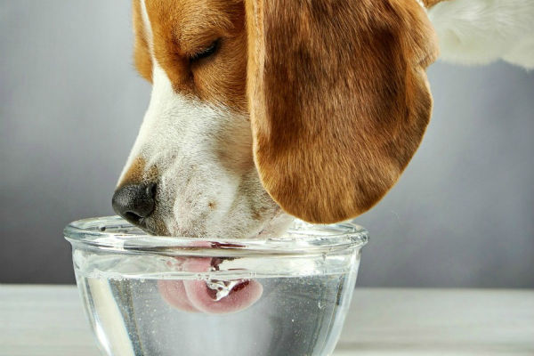 cane beve acqua dalla ciotola