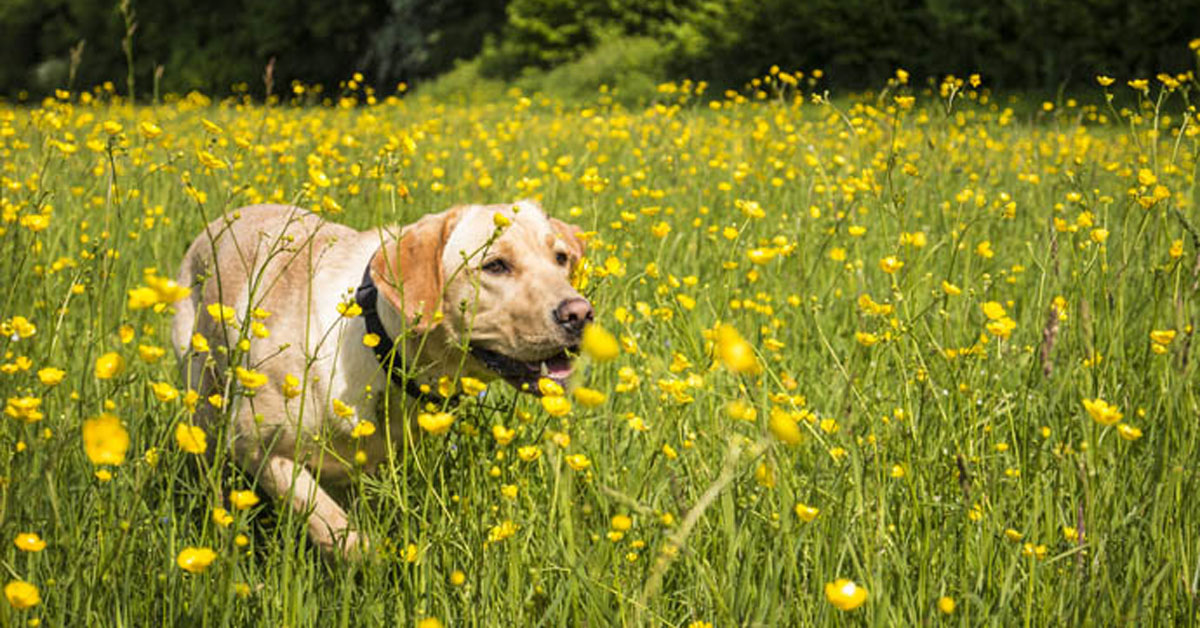 Il cane ha mangiato un giglio: cosa succede adesso?