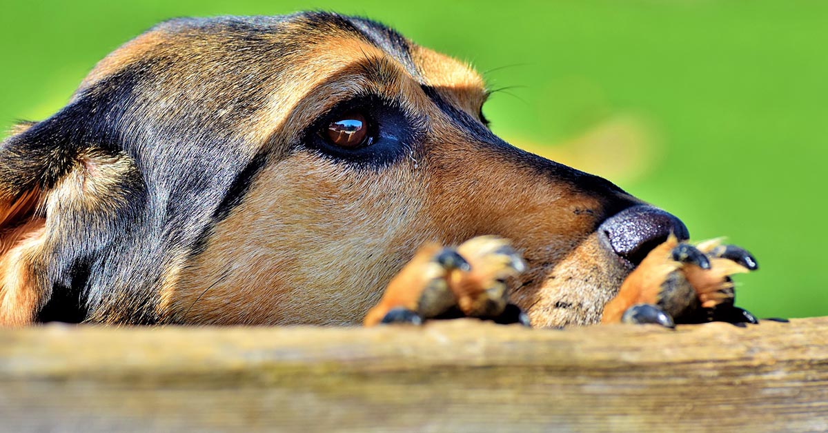 Plastocitoma mucocutaneo nel cane: cosa sapere