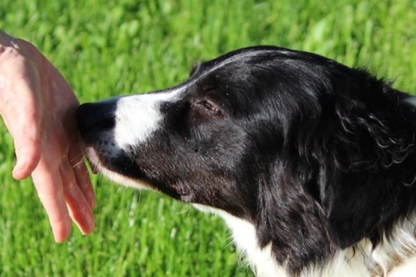 cane che annusa una mano